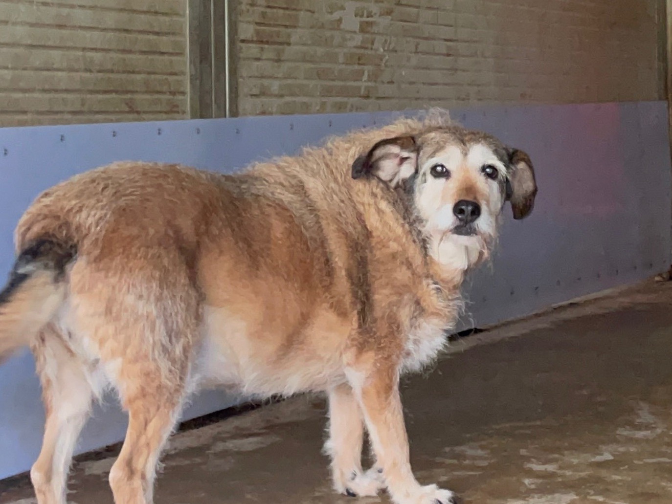 Adozione cane, femmina, Razza sconosciuta Razza sconosciuta, 15 anni e 4 mesi, taglia media, Perugia
