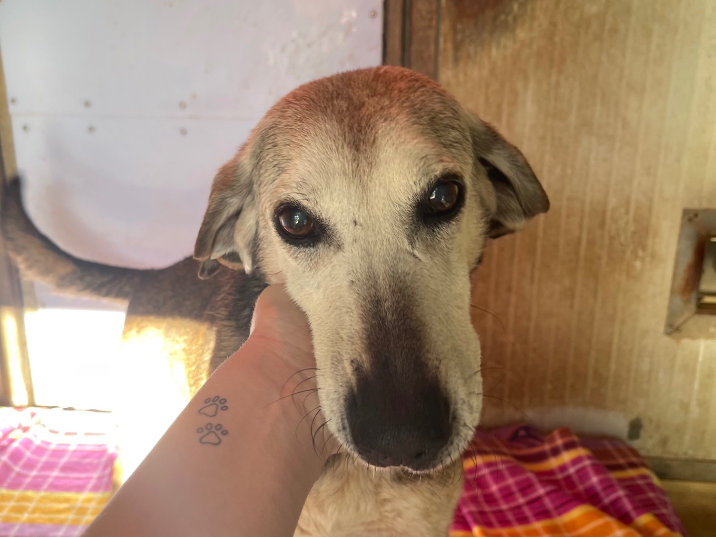 Adozione cane, maschio, Razza sconosciuta Razza sconosciuta, 14 anni e 4 mesi, taglia media, Perugia