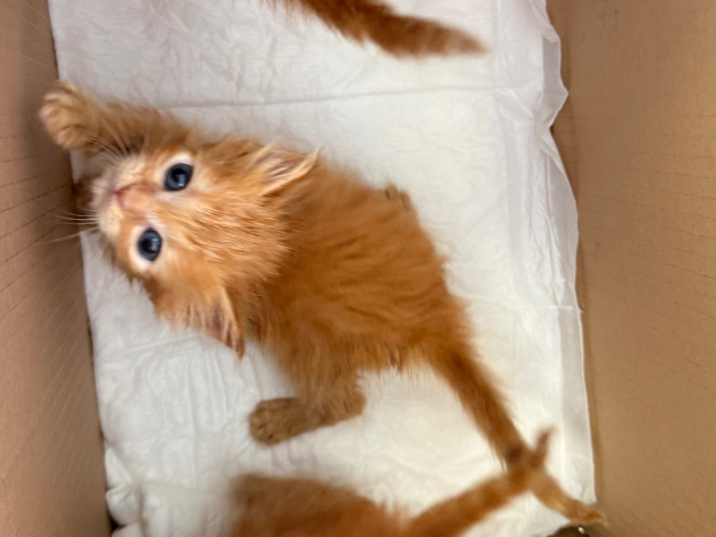 Adozione gatto, femmina, Razza sconosciuta Razza sconosciuta, 1 mesi, taglia non valida, Laquila
