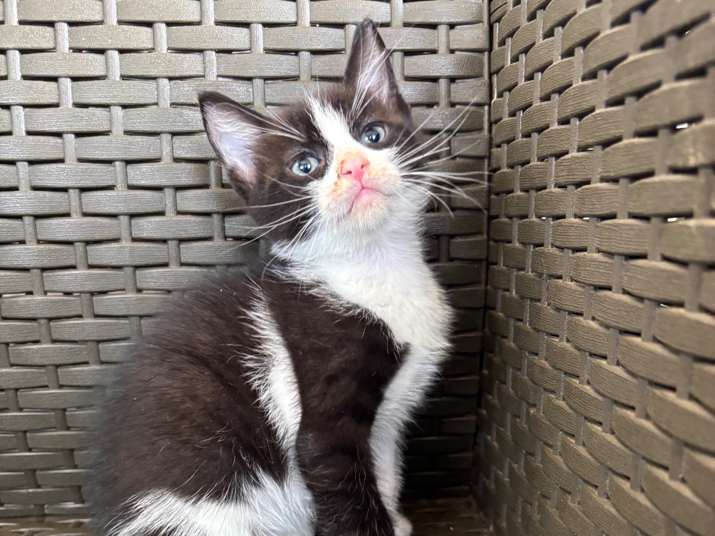 Adotta un gatto, maschio, 2 mesi, Bari