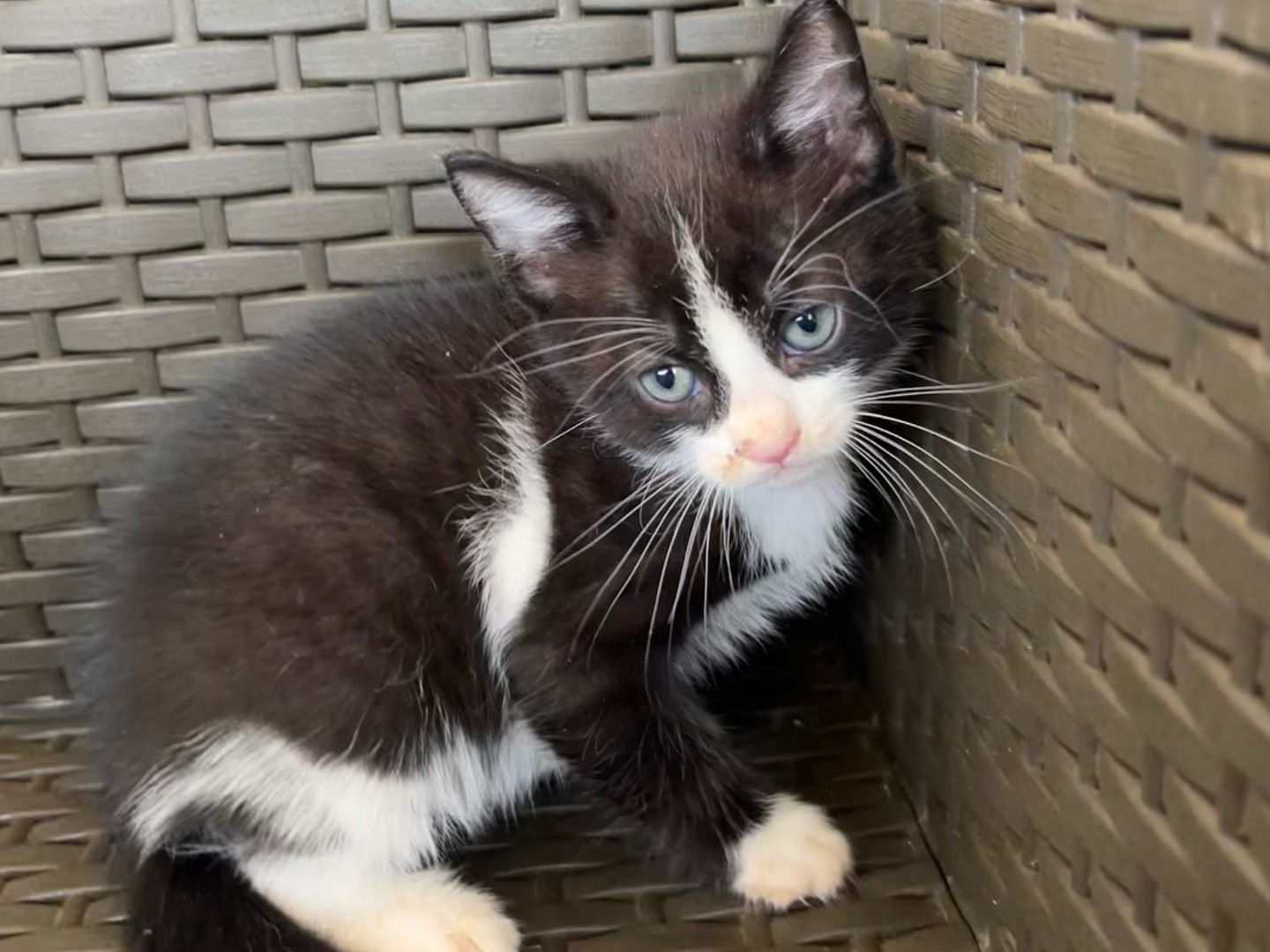 Adotta un gatto, taglia non valida, maschio, Bari