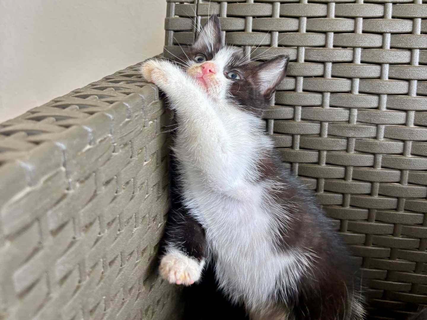 Vuoi adottare un gatto a Bari?