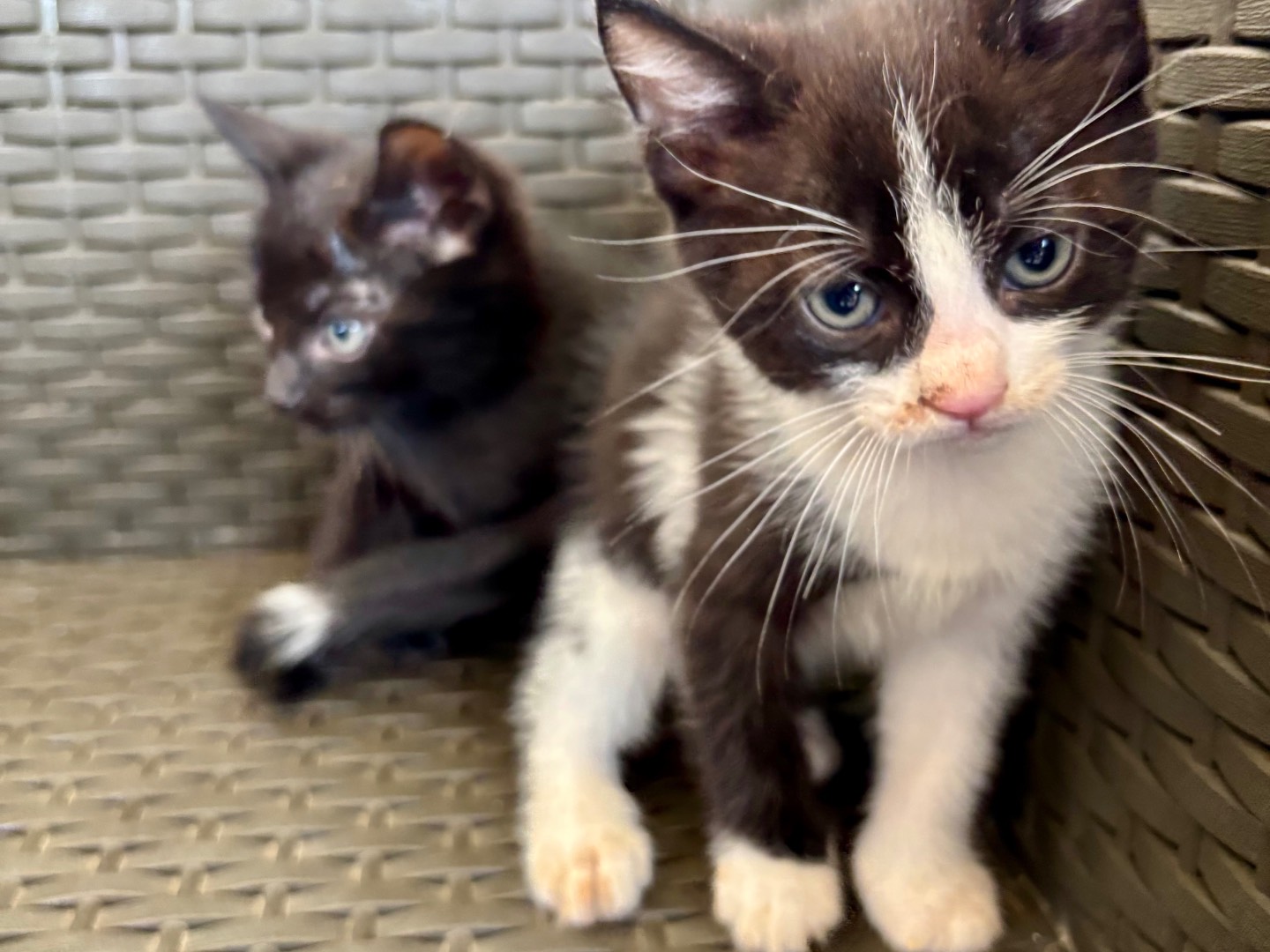 Adotta il gatto Brioche  a Bari