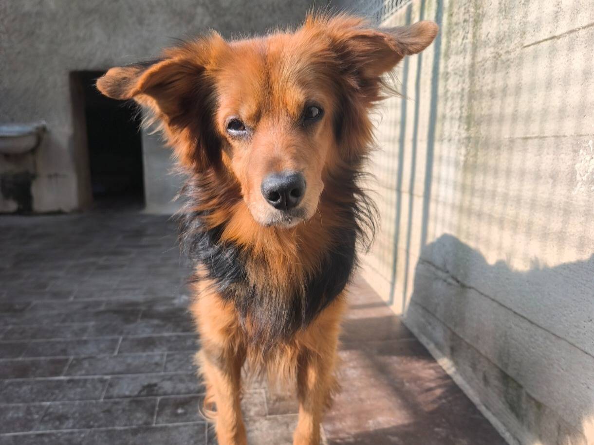 Adozione cane, maschio, Razza sconosciuta Razza sconosciuta, 13 anni e 6 mesi, taglia media contenuta, Milano