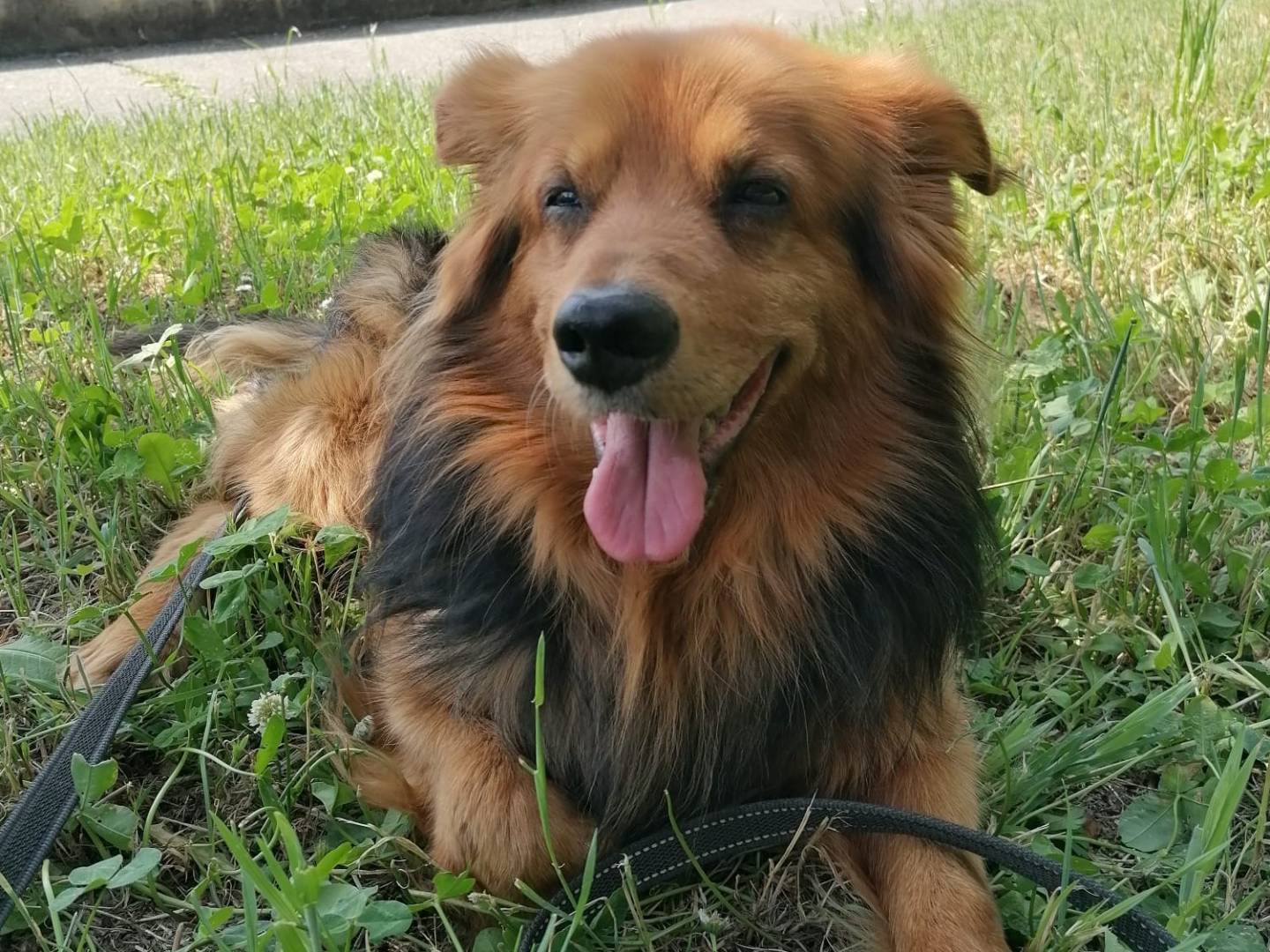 Adotta un cane, taglia media contenuta, maschio, Milano