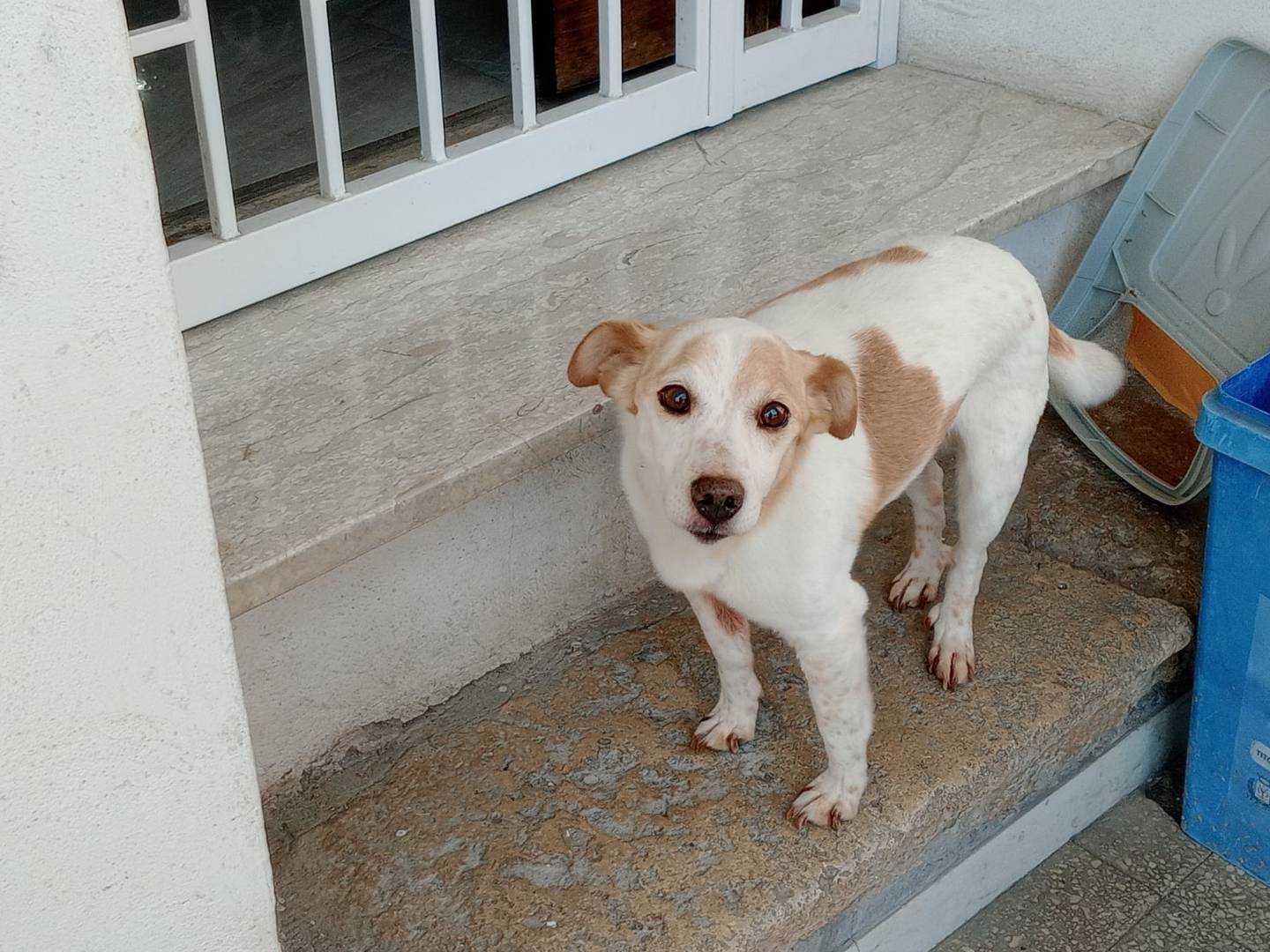 Adotta un cane, taglia piccola, maschio, Frosinone