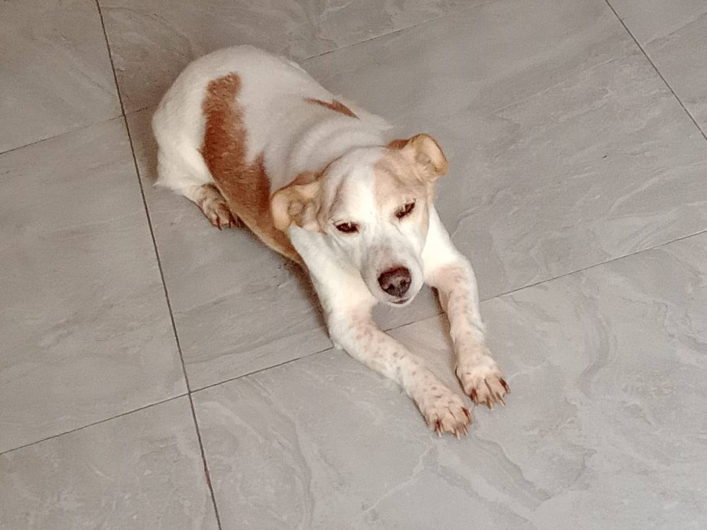 Vuoi adottare un cane a Frosinone?