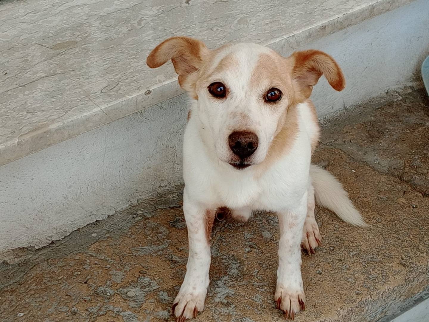 Adotta il cane PICCINO a Frosinone