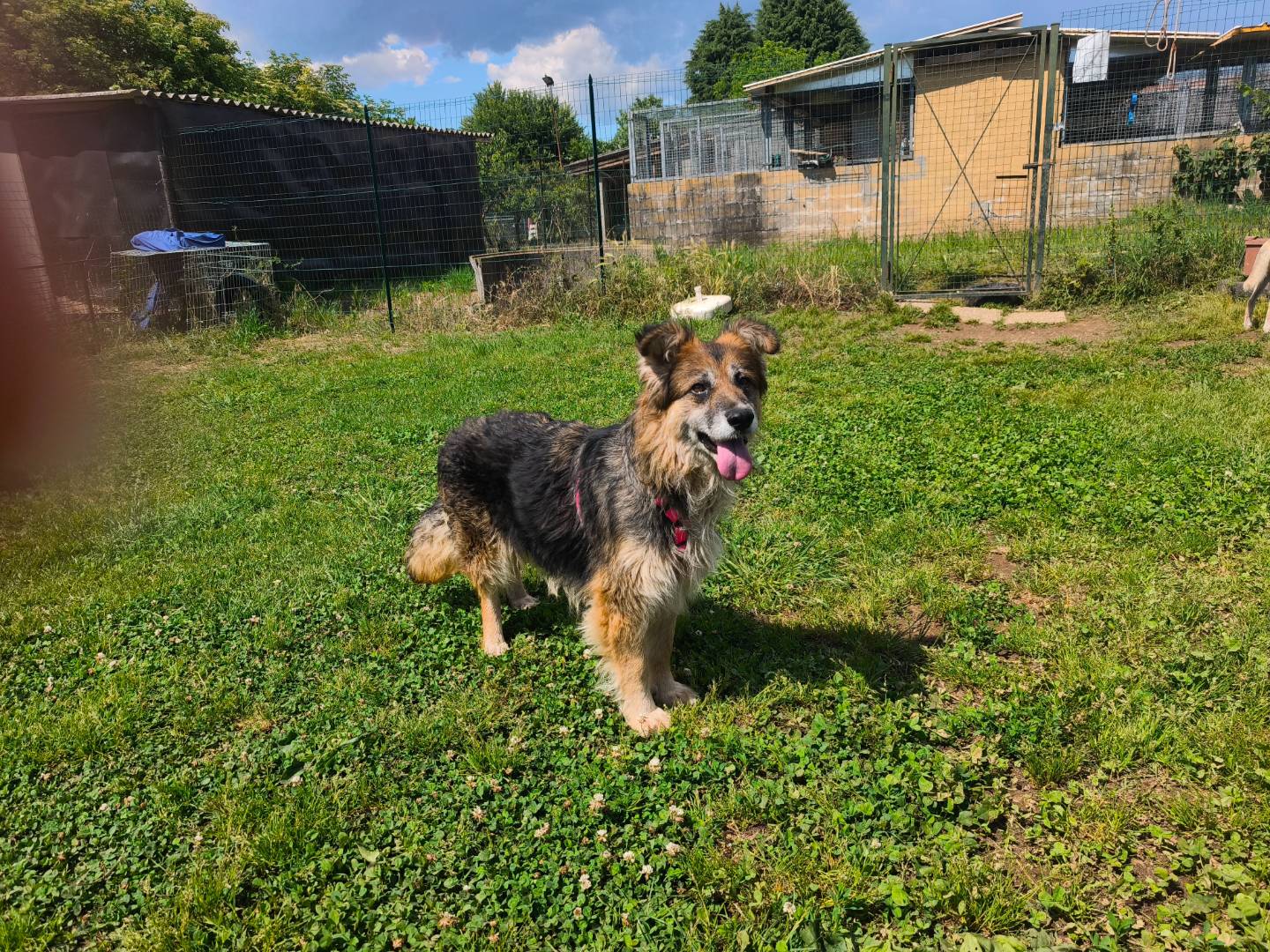 Vuoi adottare un cane a Milano?