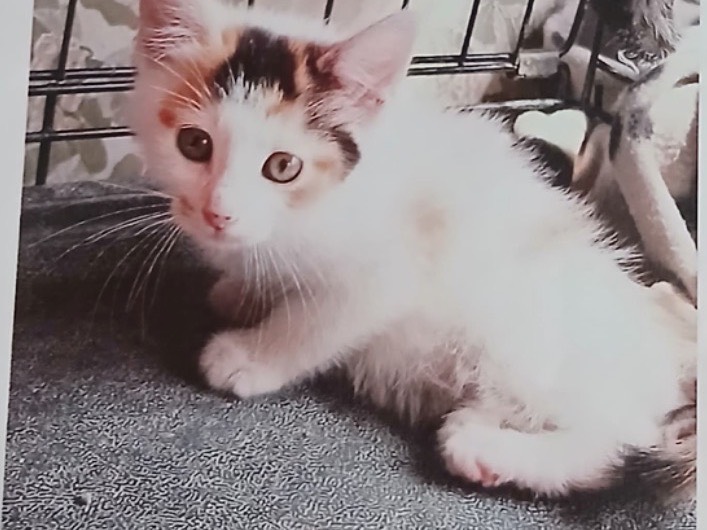 Adozione gatto, femmina, Razza sconosciuta Razza sconosciuta, 2 mesi, taglia non valida, Napoli