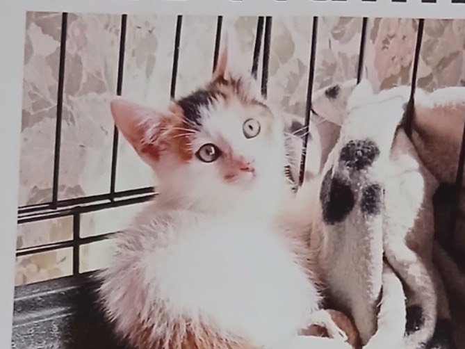 Adotta un gatto, femmina, 2 mesi, Napoli