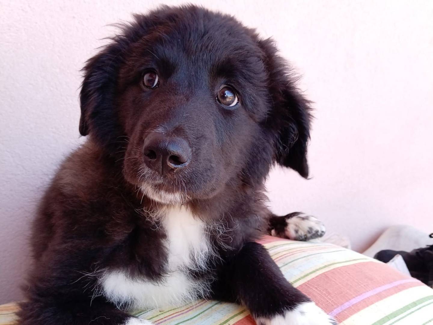 Adotta un cane, femmina, 4 mesi, Massa