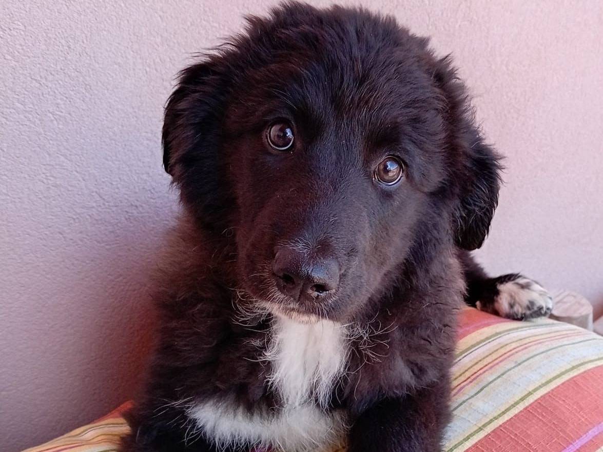 Adotta un cane, taglia grande, femmina, Massa