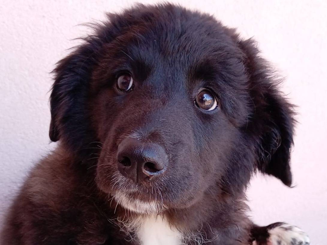 Adozione cane, femmina, Razza sconosciuta Razza sconosciuta, 4 mesi, taglia grande, Massa