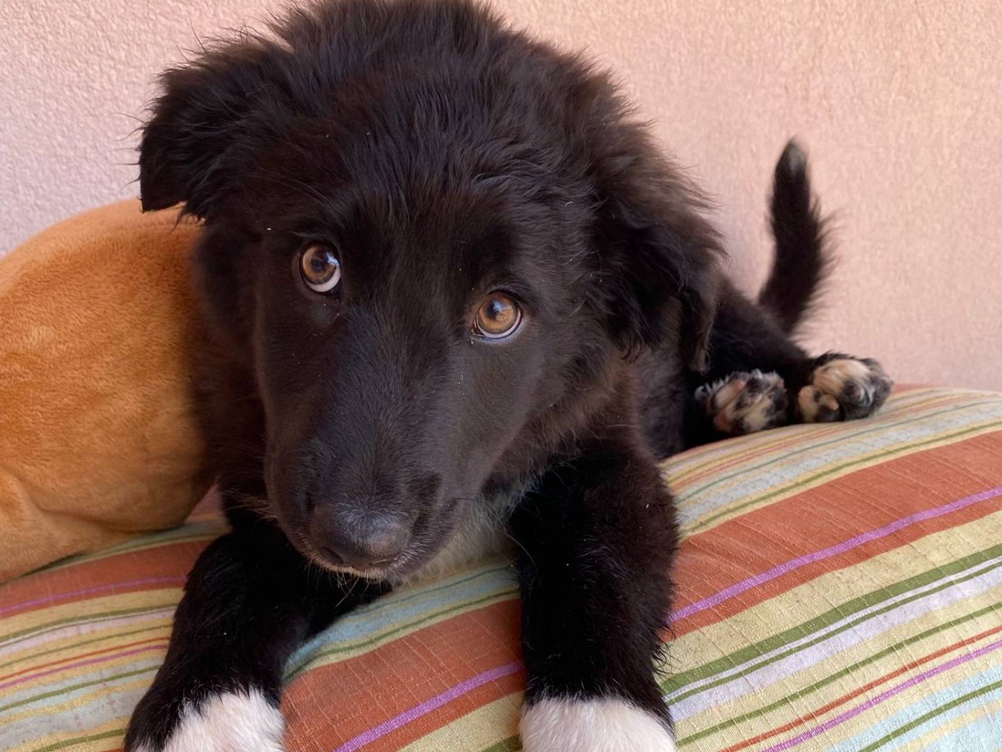 Adotta un cane, femmina, 4 mesi, Massa