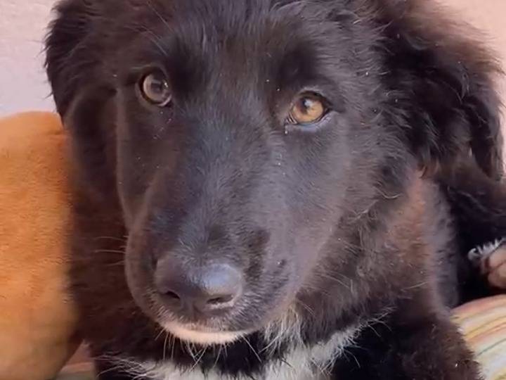 Adotta un cane, taglia grande, femmina, Massa