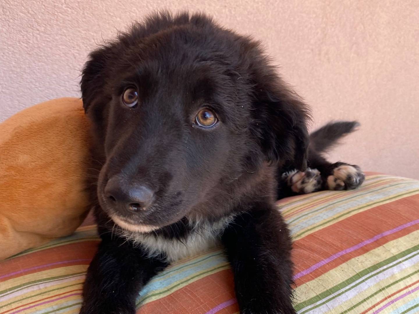 Adozione cane, femmina, Razza sconosciuta Razza sconosciuta, 4 mesi, taglia grande, Massa