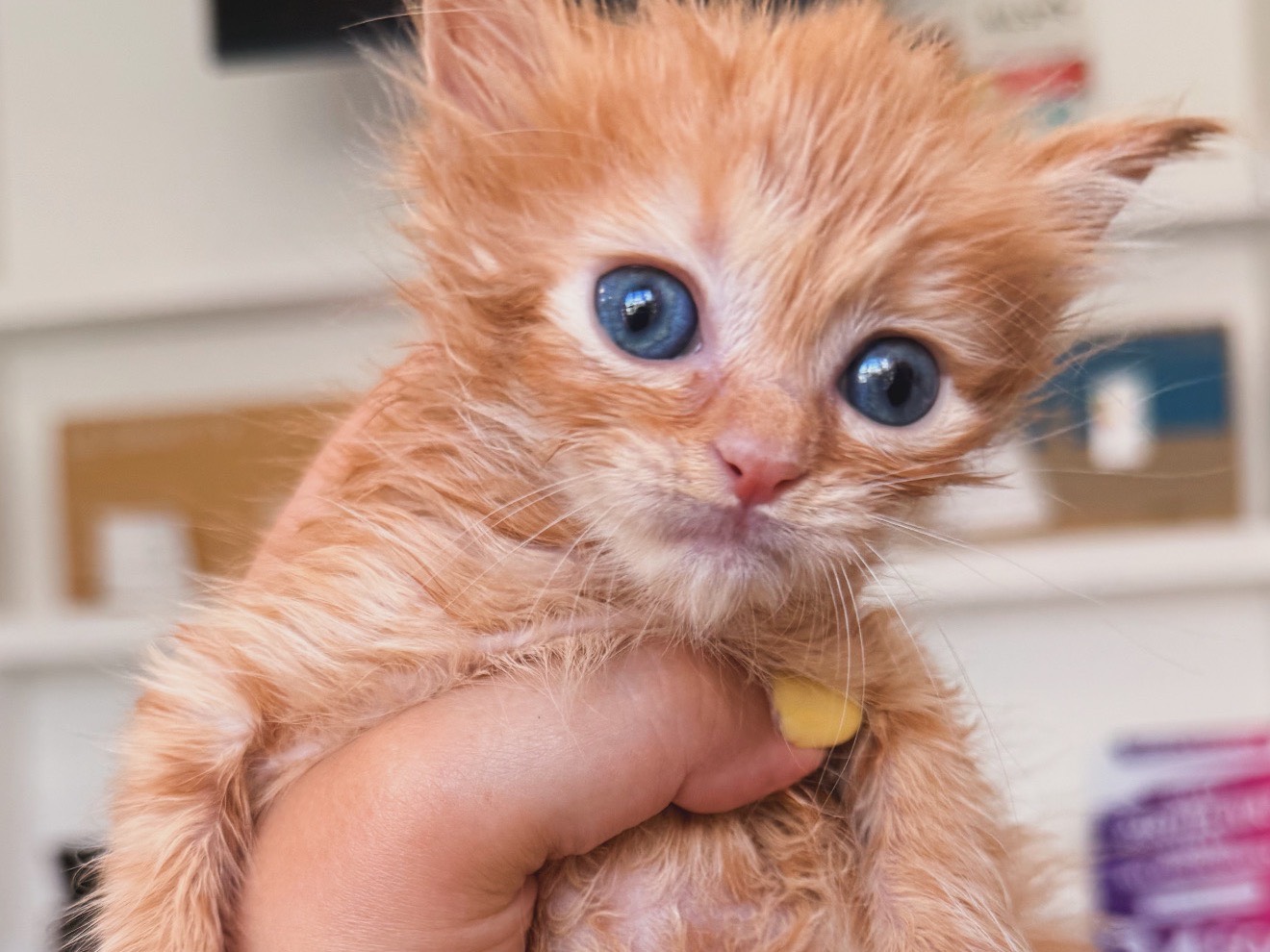 Adozione gatto, femmina, Razza sconosciuta Razza sconosciuta, 1 mesi, taglia non valida, Laquila