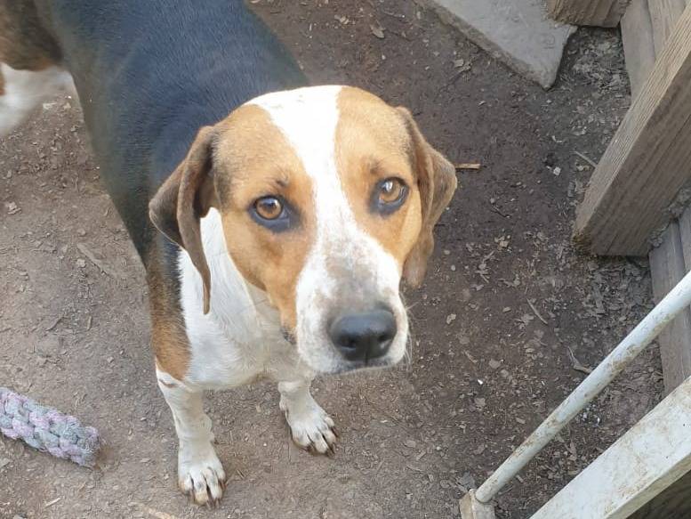 Adozione cane, femmina, Beagle  Razza sconosciuta, 2 anni e 1 mese, taglia media contenuta, Torino