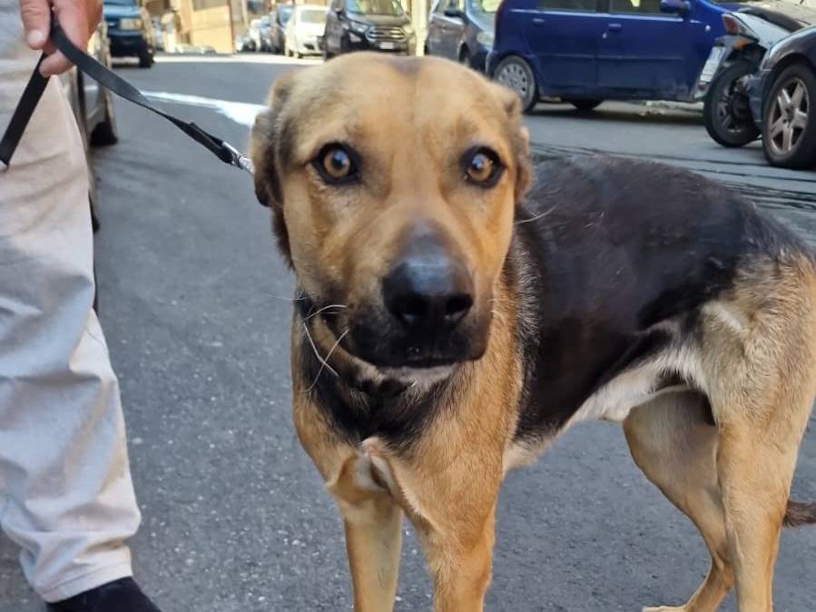 Adozione cane, maschio, Razza sconosciuta Razza sconosciuta, 3 anni e 3 mesi, taglia media, Torino