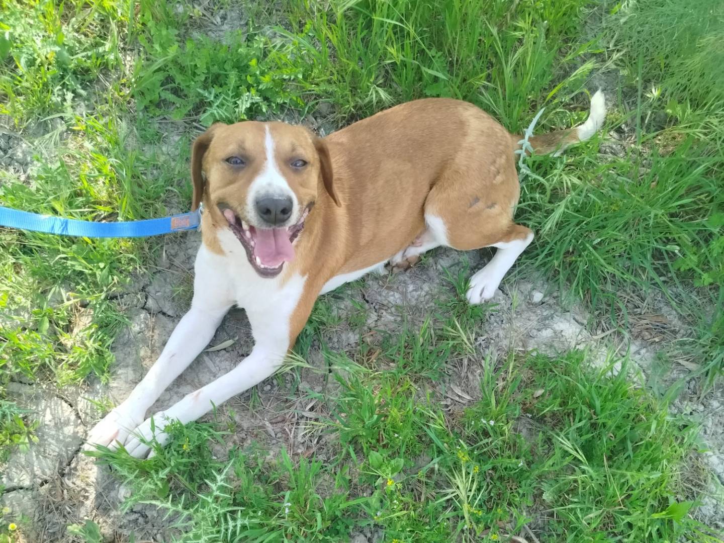 Adozione cane, maschio, Razza sconosciuta Razza sconosciuta, 1 anno e 7 mesi, taglia piccola, Torino