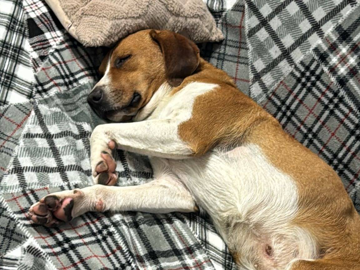 Adotta un cane, maschio, 1 anno e 7 mesi, Torino