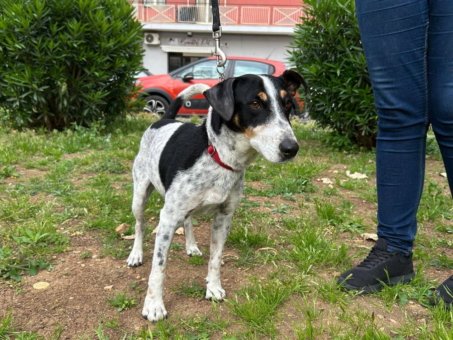 Adozione cane, maschio, Jack Russell Terrier Razza sconosciuta, 1 anno e 7 mesi, taglia piccola, Torino
