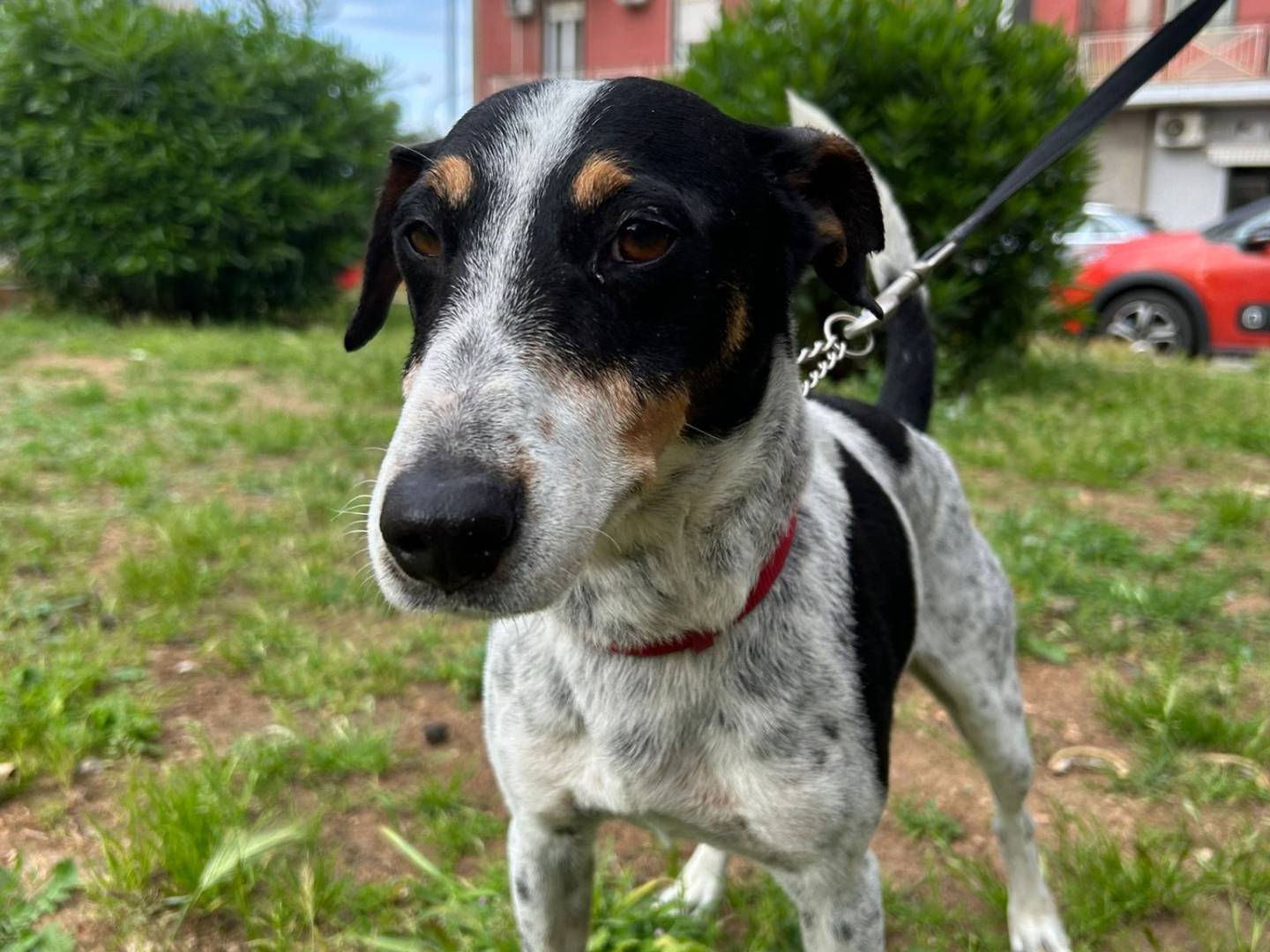 Adotta un cane, maschio, 1 anno e 7 mesi, Torino