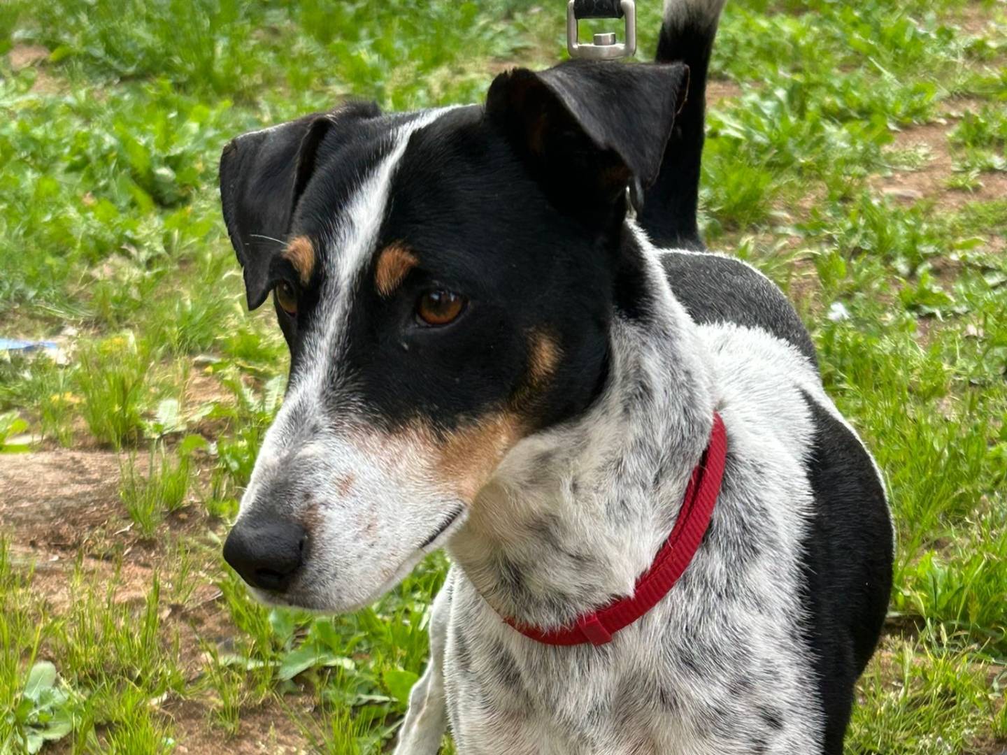Adotta un cane, taglia piccola, maschio, Torino