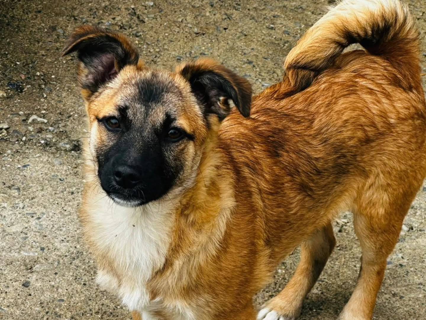 Adozione cane, femmina, Razza sconosciuta Razza sconosciuta, 4 mesi, taglia media contenuta, Torino