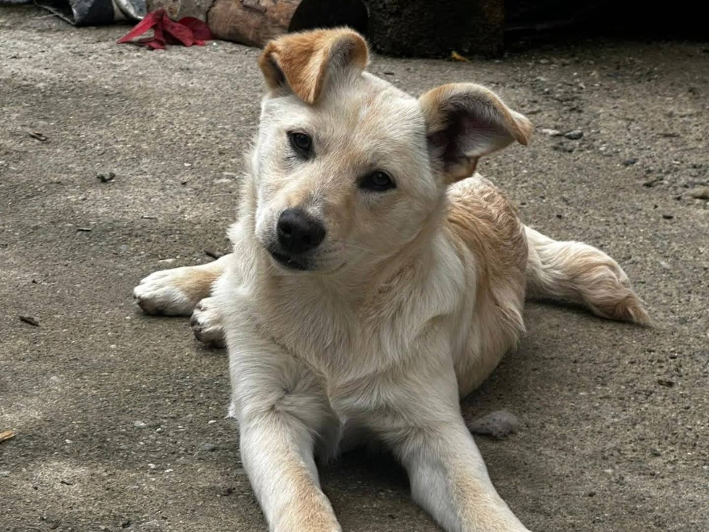 Adozione cane, maschio, Razza sconosciuta Razza sconosciuta, 4 mesi, taglia media contenuta, Torino