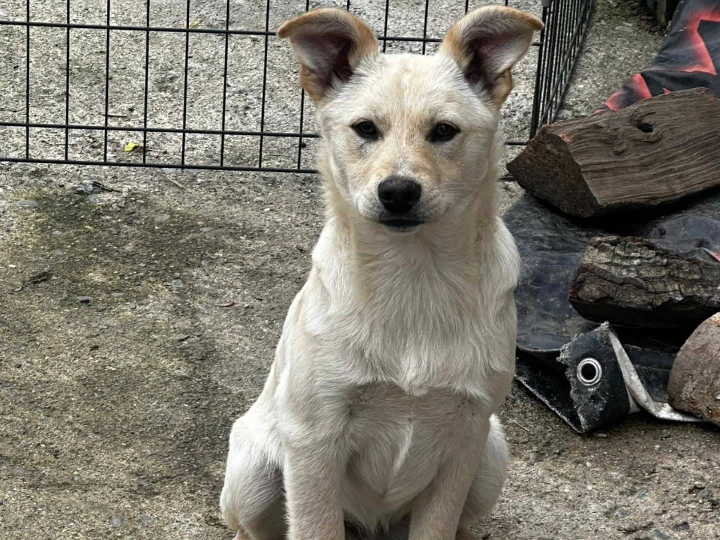 Adozione cane, maschio, Razza sconosciuta Razza sconosciuta, 4 mesi, taglia media contenuta, Torino