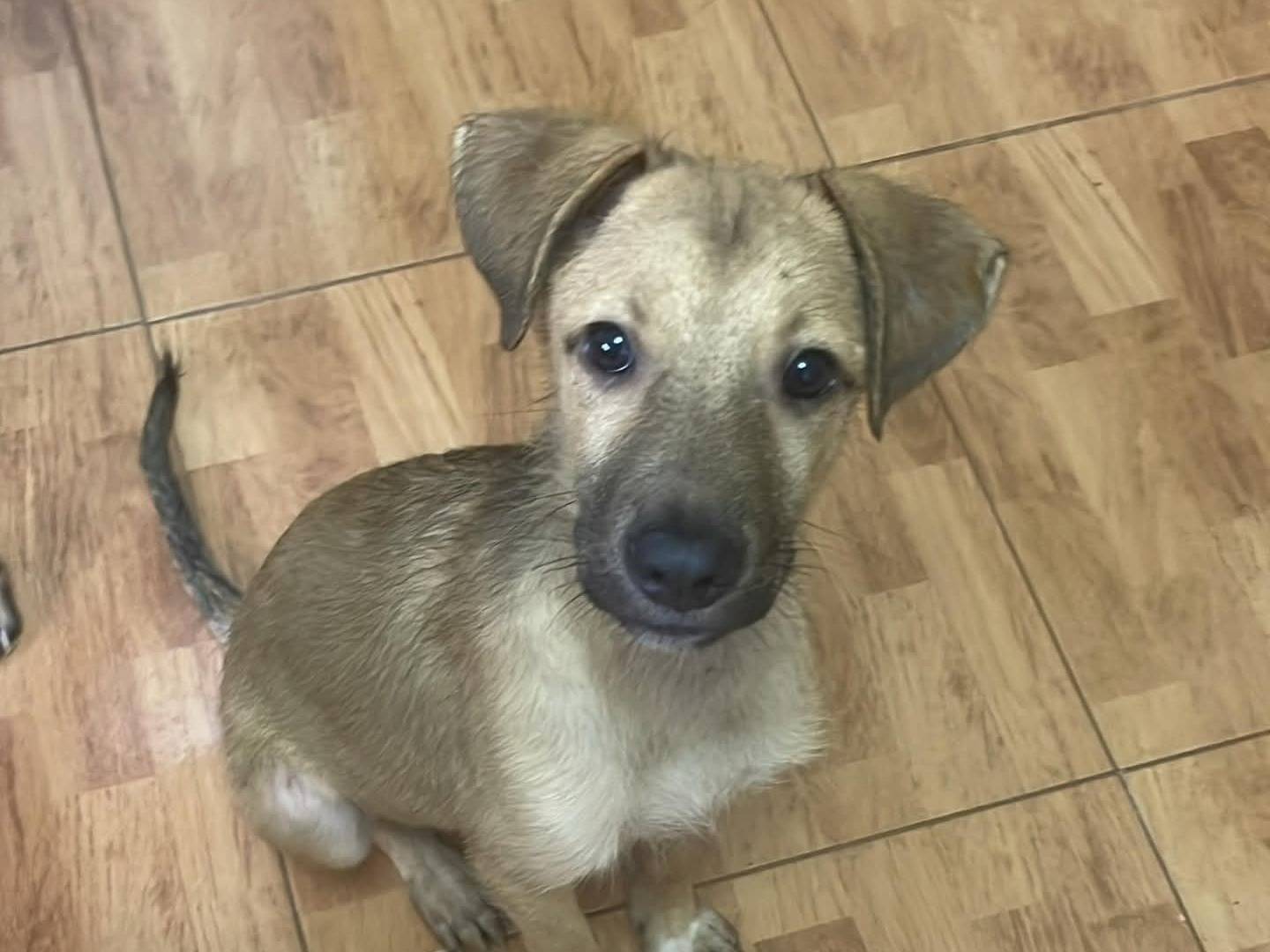 Adozione cane, maschio, Razza sconosciuta Razza sconosciuta, 4 mesi, taglia media, Torino