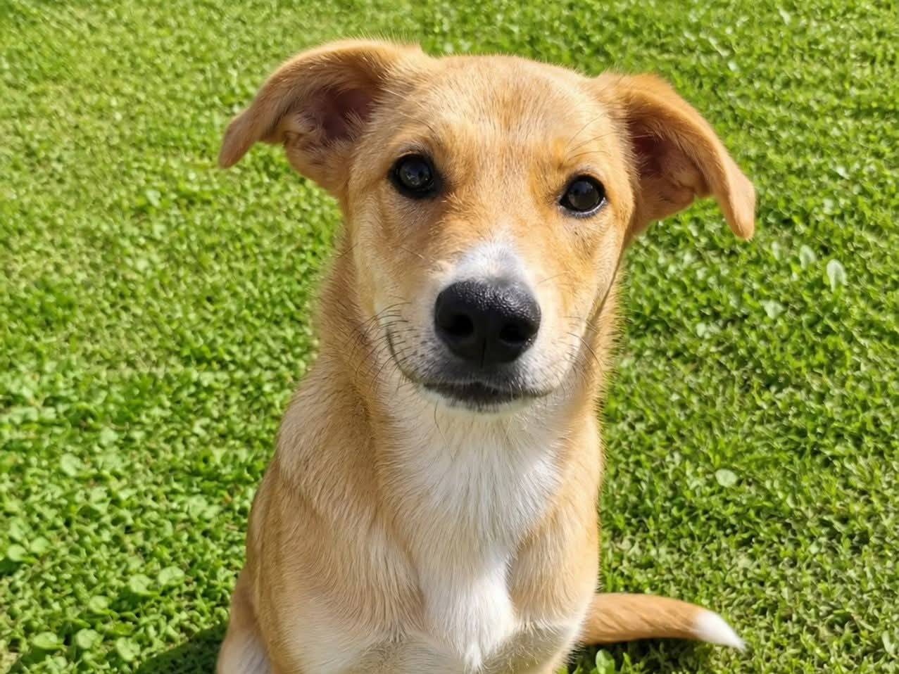 Adozione cane, femmina, Razza sconosciuta Razza sconosciuta, 4 mesi, taglia media, Torino