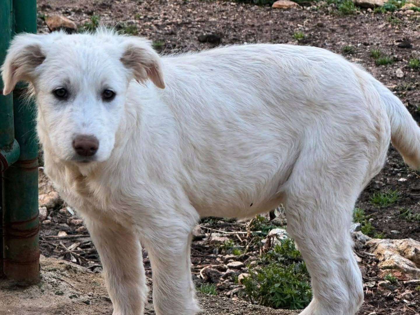 Adozione cane, femmina, Razza sconosciuta Razza sconosciuta, 4 mesi, taglia grande, Torino
