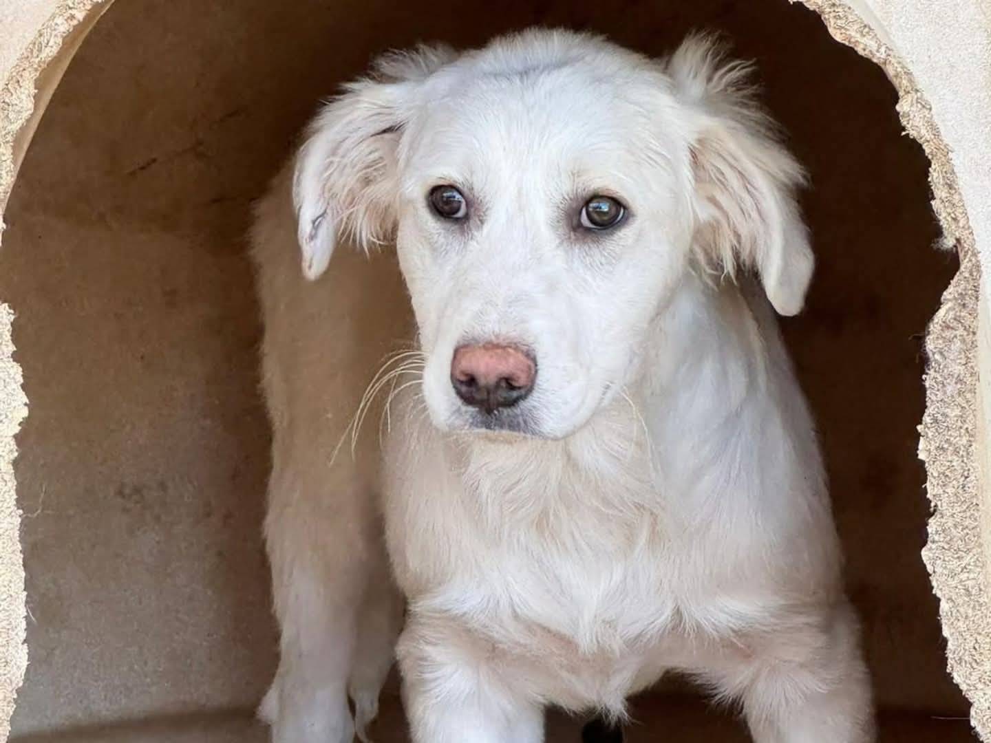 Adozione cane, femmina, Razza sconosciuta Razza sconosciuta, 4 mesi, taglia grande, Torino