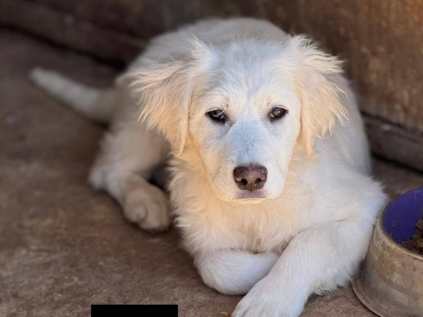 Adozione cane, maschio, Razza sconosciuta Razza sconosciuta, 4 mesi, taglia grande, Torino
