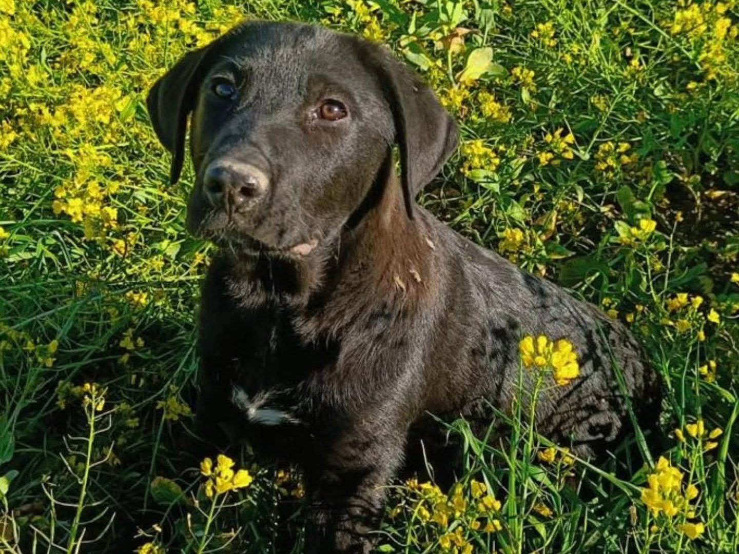 Adozione cane, maschio, Labrador Retriever Razza sconosciuta, 4 mesi, taglia grande, Torino