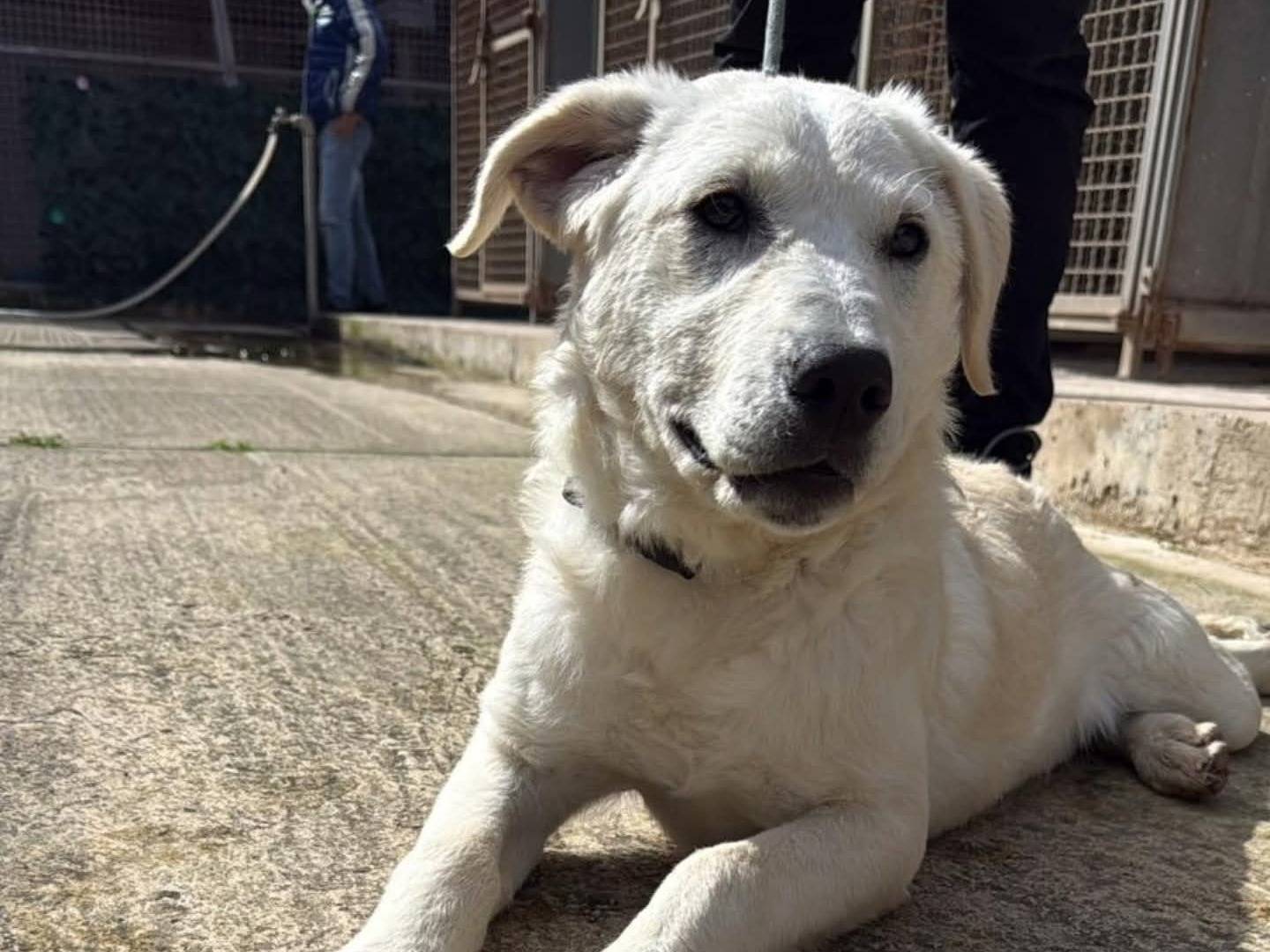 Adozione cane, femmina, Labrador Retriever Razza sconosciuta, 4 mesi, taglia grande, Torino
