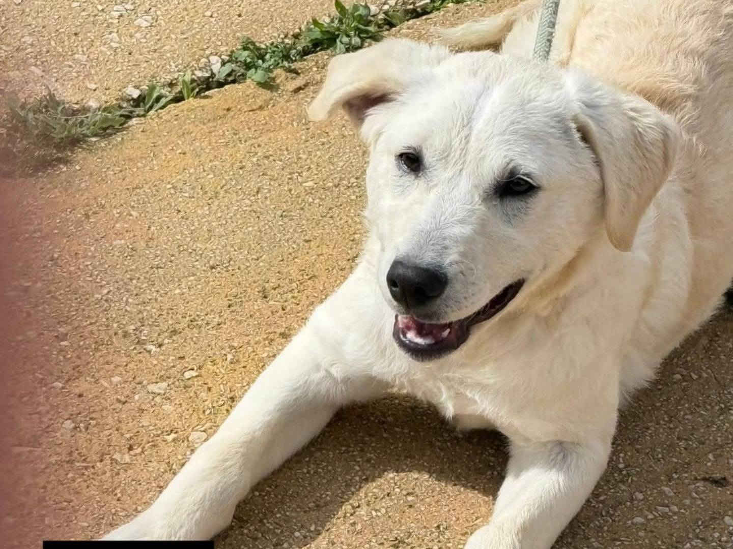 Adotta un cane, femmina, 4 mesi, Torino
