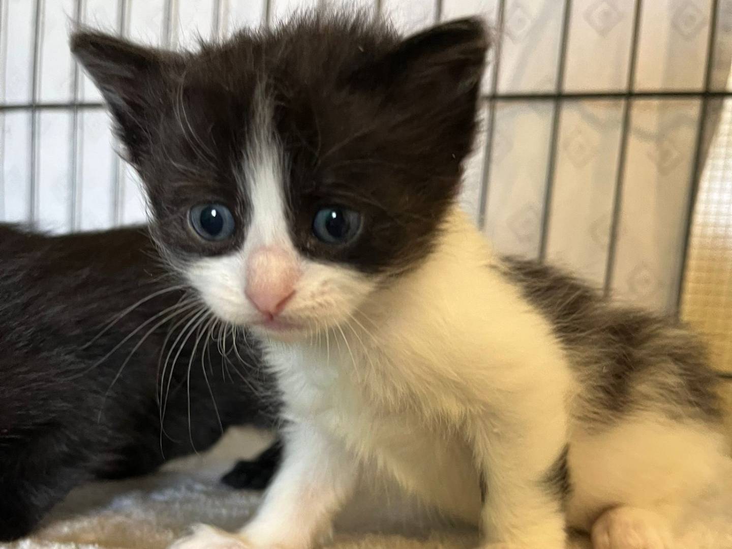 Adozione gatto, femmina, Razza sconosciuta Razza sconosciuta, 2 mesi, taglia non valida, Brescia
