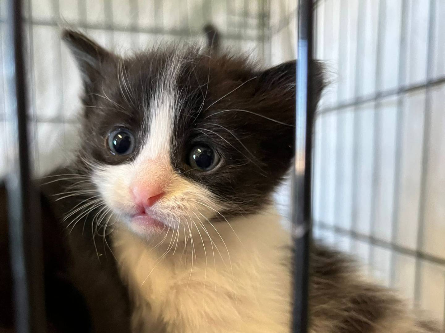 Adotta un gatto, femmina, 2 mesi, Brescia
