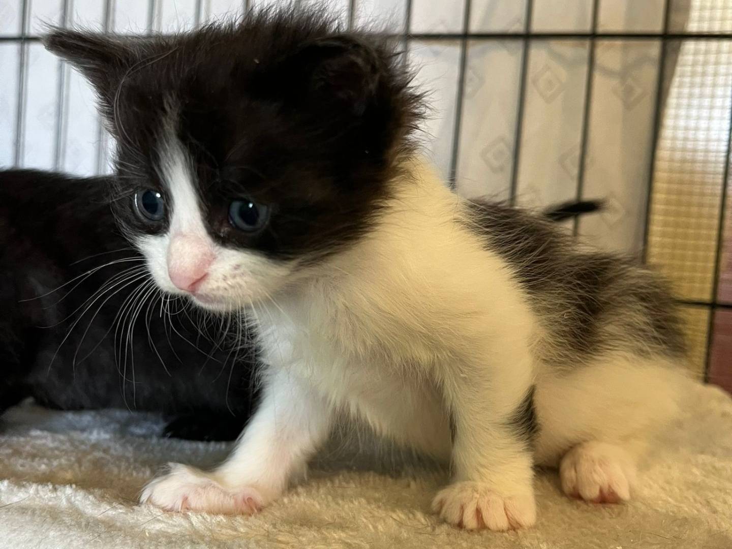 Adotta un gatto, taglia non valida, femmina, Brescia