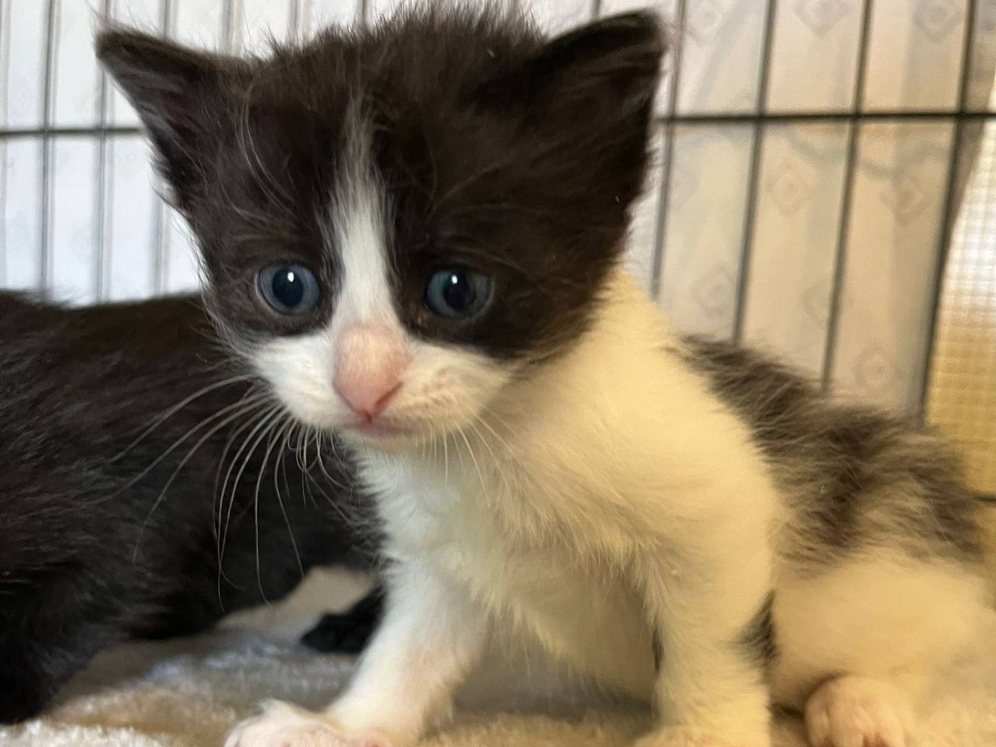 Vuoi adottare un gatto a Brescia?