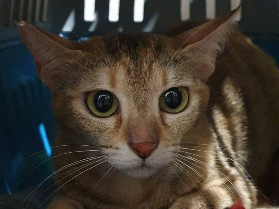 Adozione gatto, femmina, Razza sconosciuta Razza sconosciuta, 3 anni e 4 mesi, taglia non valida, Brescia