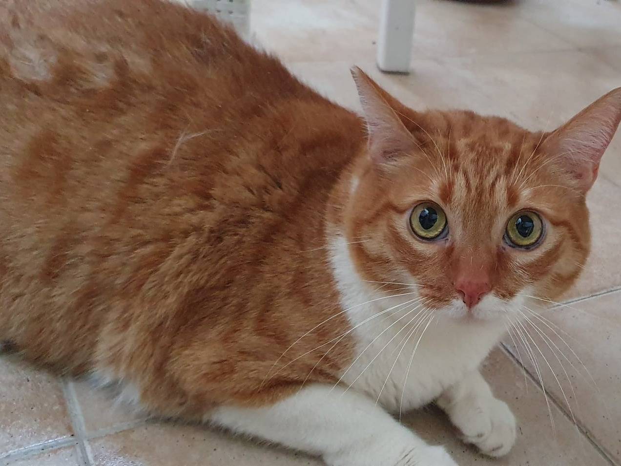 Vuoi adottare un gatto a Brescia?