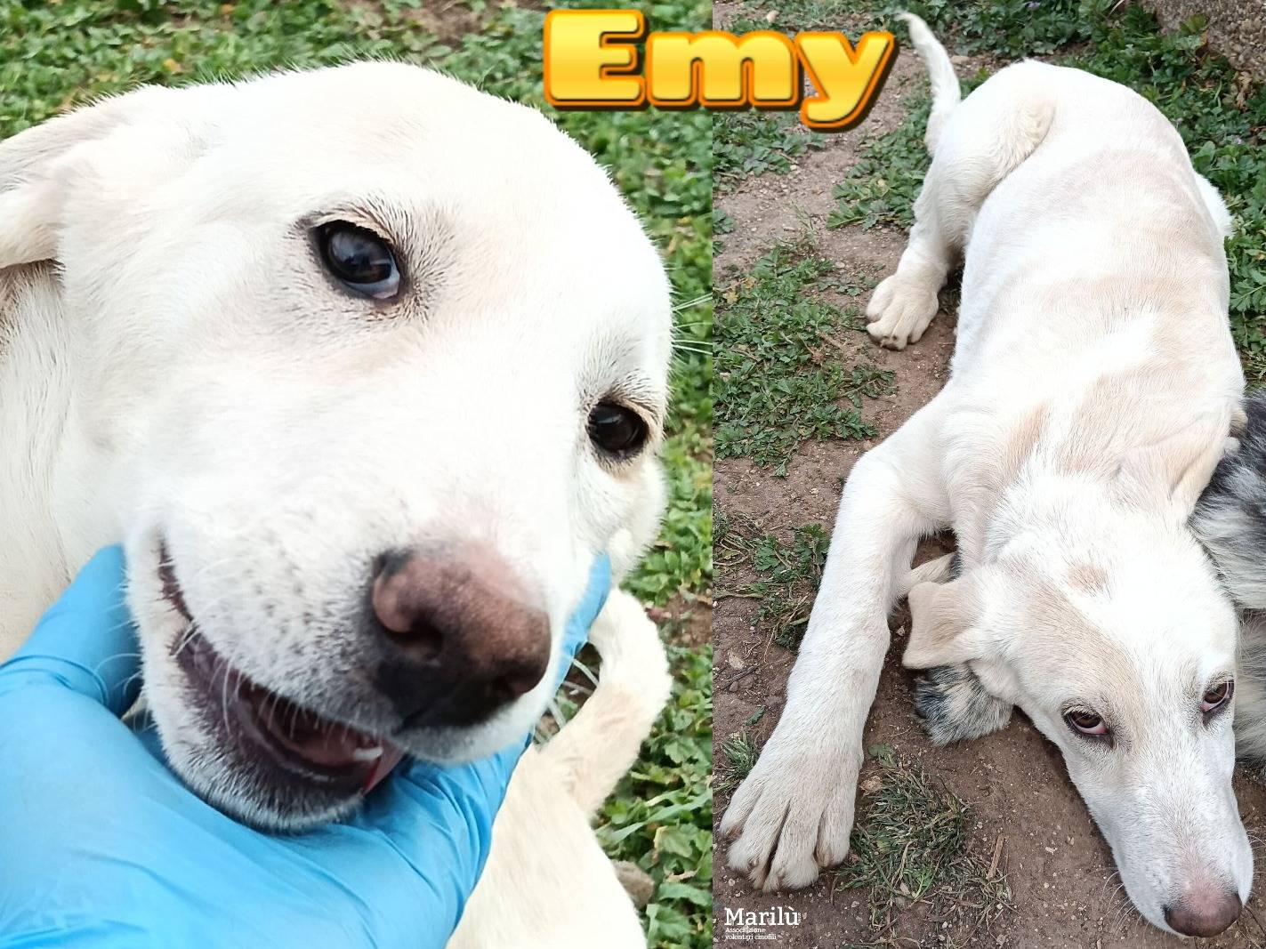 Adozione cane, femmina, Pastore maremmano Pastore maremmano, 6 mesi, taglia grande, Roma