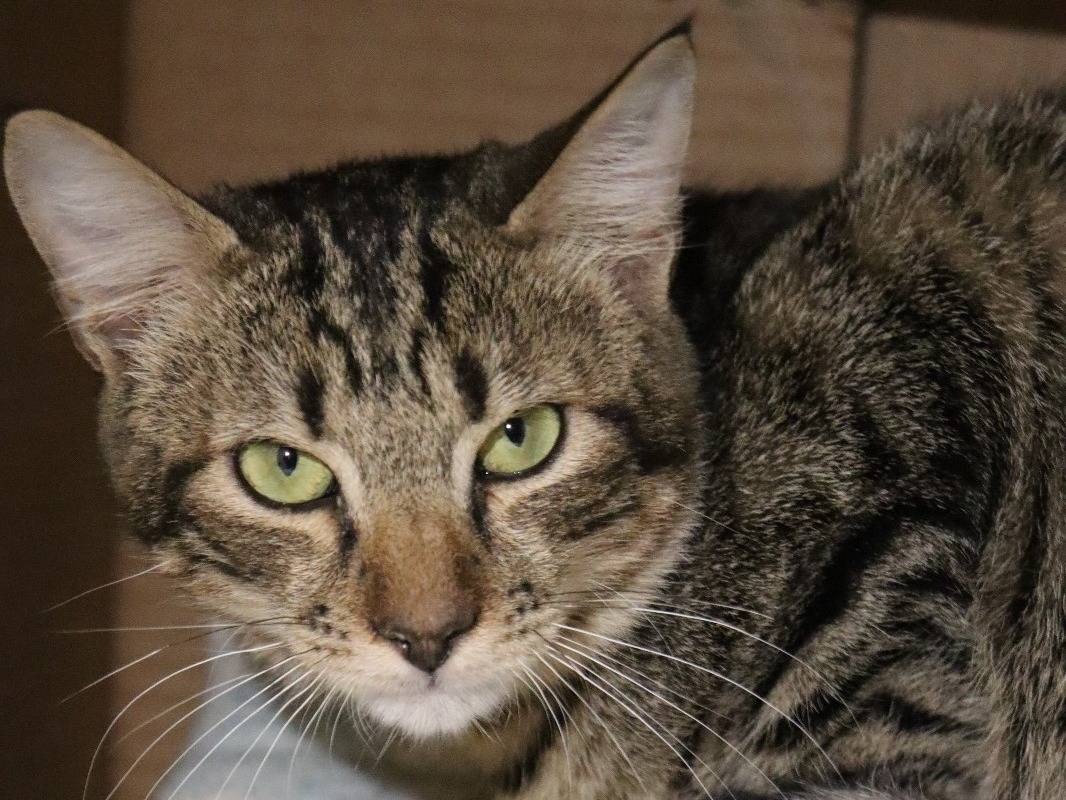 Adozione gatto, femmina, Razza sconosciuta Razza sconosciuta, 1 anno e 8 mesi, taglia non valida, Milano
