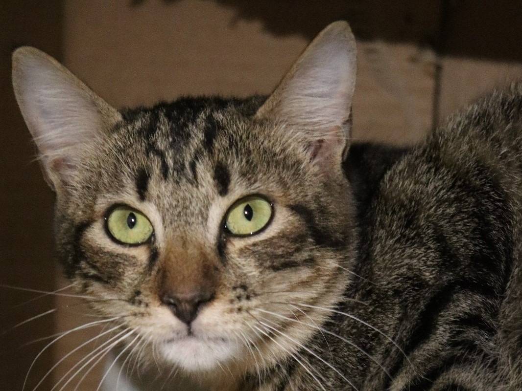 Adotta un gatto, femmina, 1 anno e 8 mesi, Milano