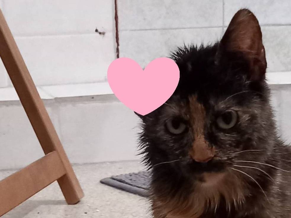 Adotta un gatto, femmina, 11 mesi, Varese